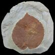 Fossil Leaf (Davidia antiqua) - Montana #56187-1